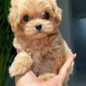 Meet Judy – The Teacup Poodle You’ve Been Waiting For!