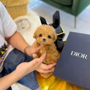 Meet Pepe – The Teacup Poodle You’ve Been Waiting For!