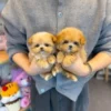 Adopt Maru – Your Perfect Teacup Poodle Companion Awaits!