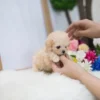 Meet Jax – The Teacup Poodle You’ve Been Waiting For!